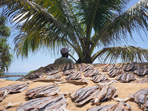 Man Drying Fish Under Palm Trees by the Sea in Mirissa, Sri Lanka