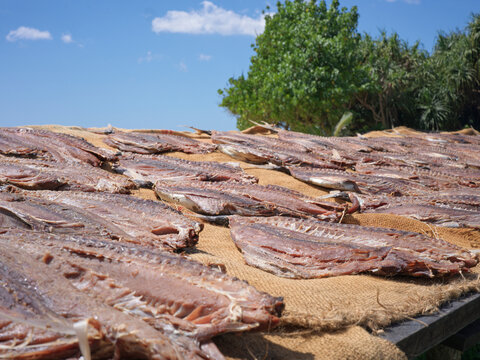 Tuna Fish Drying Under the Sun in Sri Lanka 