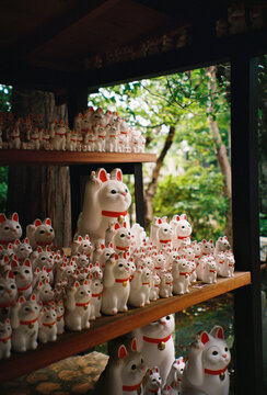 Film Photo of Maneki-Neko Figurines at Gotokuji Temple, Tokyo