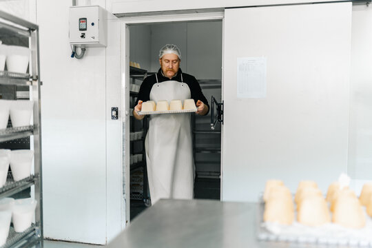 Artisan cheesemaker carrying cheese tray in factory aging room