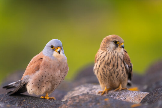 Couple Of Lesser Kestrel On A Roof  