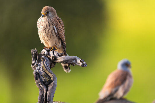 Female Lesser Kestrel Perched On A Branch And A Male In The Background