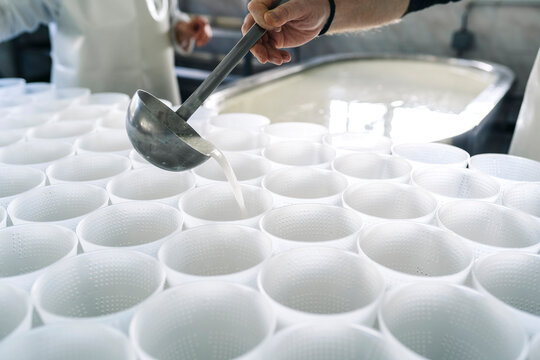 Artisan cheesemaker filling molds with fresh curds