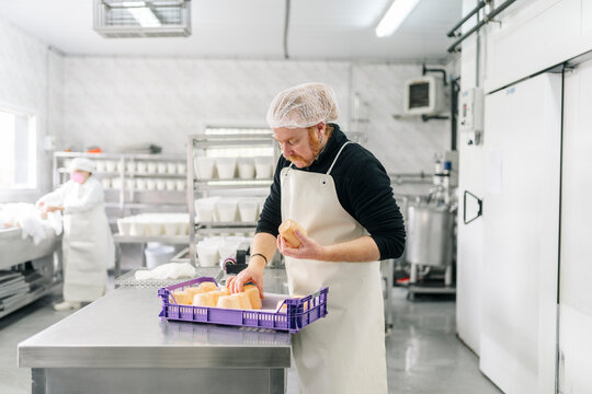 Cheesemaker placing artisan cheese into a purple crate