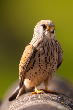 Lesser Kestrel Perched On A Tile, Vertical Portrait 