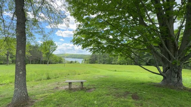 Green Field with Bench and Trees
