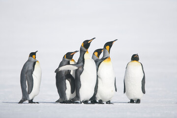 Obraz premium King Penguins on South Georgia Island