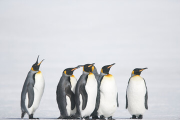 Obraz premium King Penguins on South Georgia Island