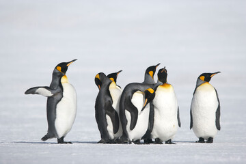 Obraz premium enguins on South Georgia Island