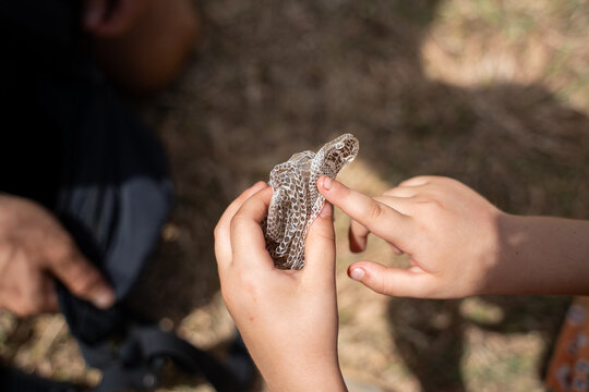 A Child is Holding a Snake skin