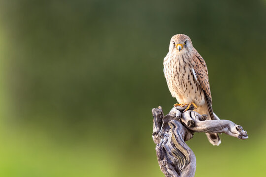 Female Lesser Kestrel On A Olive Branch 