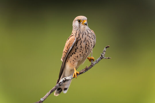 Female Lesser Kestrel Perched On A Small Branch  