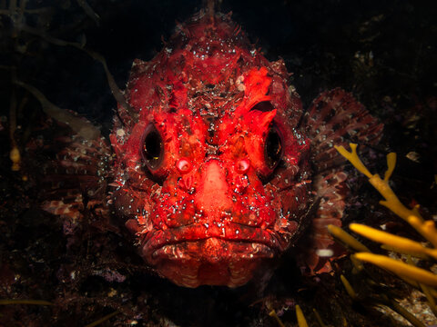 Red scorpionfish camouflaging on seabed in deep ocean