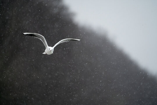 A seagull flies in snowstorm