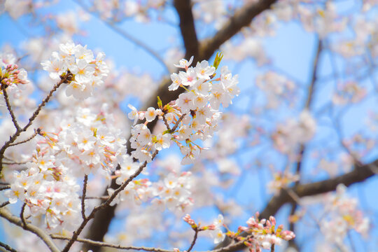 sakura