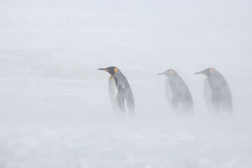 Fototapeta premium King Penguins in snowstorm on South Georgia Island