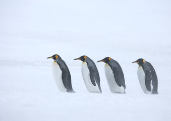 Fototapeta premium King Penguins on South Georgia Island