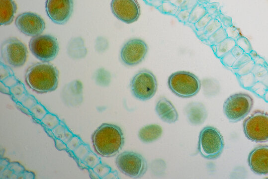 Micrograph of Schizonepeta flower cross-section