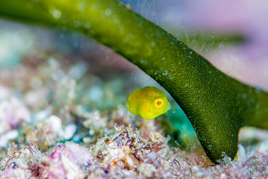 Juvenile filefish