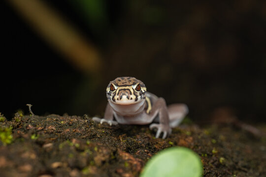 Gecko camouflage blending into the natural habitat