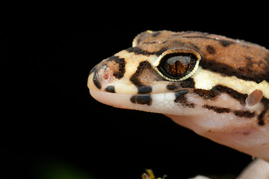 Gecko head profile on black background