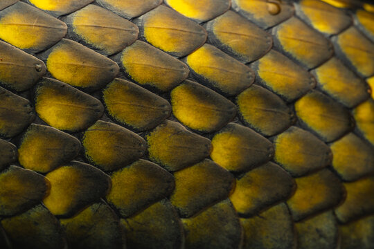 Scales from a snake displaying a detailed pattern of yellow and black