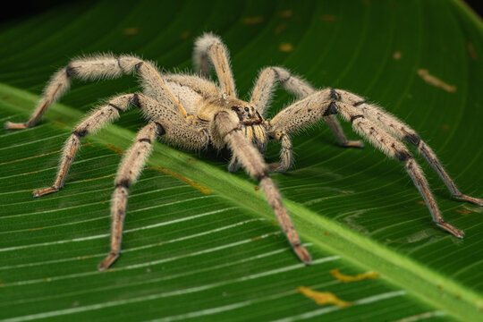 Huntsman spider perching on a vibrant green leaf