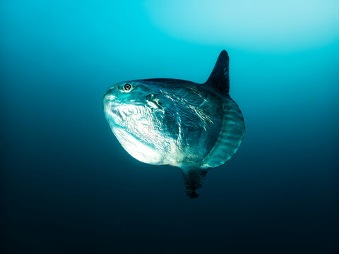 Ocean sunfish Mola mola swimming in blue water