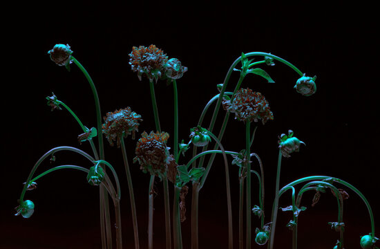 Withered flowers seen through patterned glass &ndash; an abstract image
