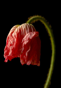Closeup of vibrant red flowers and branches against a black background
