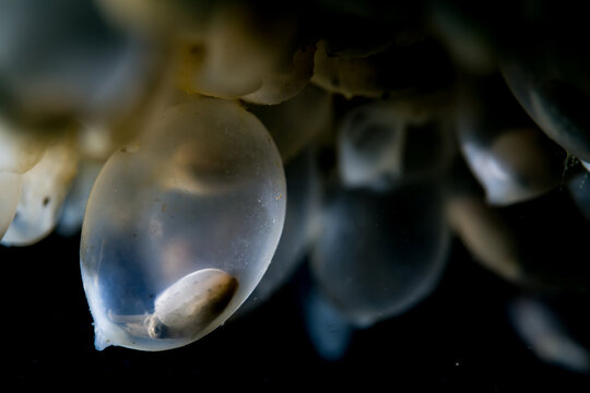 Cuttlefish eggs