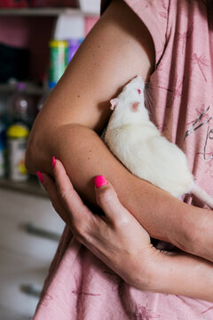 A white rat in the arms of a woman.
