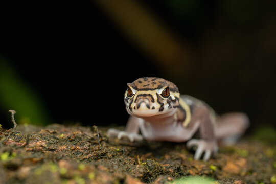 Gecko species with patterned skin on tree bark
