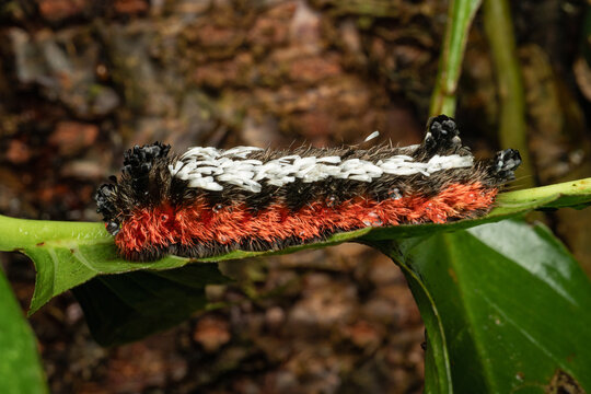 Caterpillar covered in parasitic wasp larvae on leaf