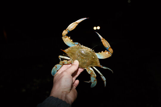 Blue crab in man's hand at night