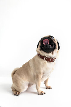 A pug sits on a white surface wearing a collar.