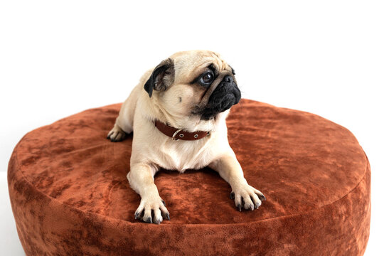 A pug on a round ottoman on a white background