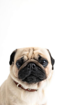 Pug looking into the lens on a white background.