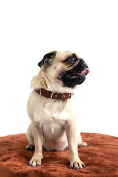 Pug on a round ottoman