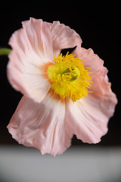 Pink poppy flower close up