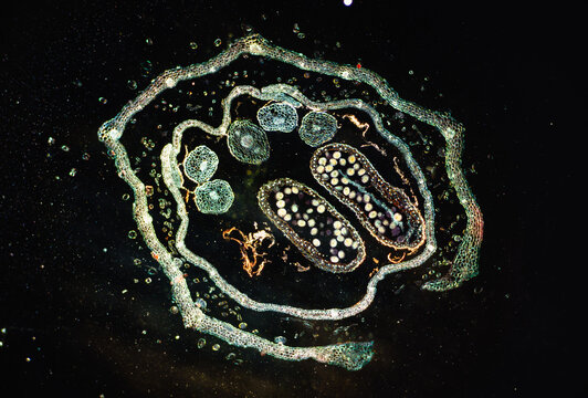 Micrograph of Schizonepeta flower cross-section