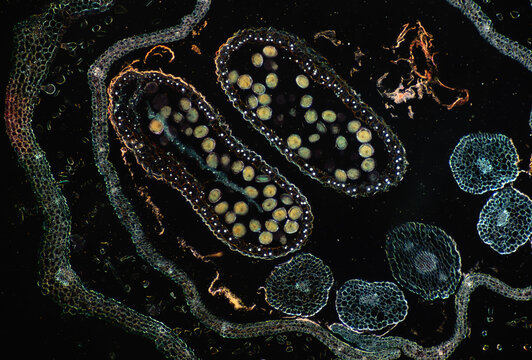 Micrograph of Schizonepeta flower cross-section