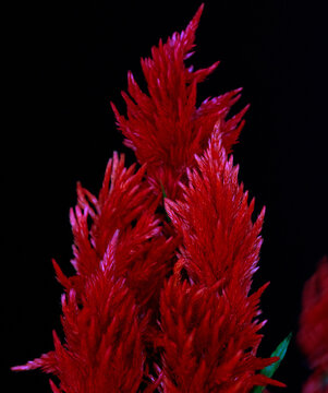Closeup of red flowers and plants 