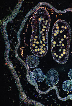 Micrograph of Schizonepeta flower cross-section