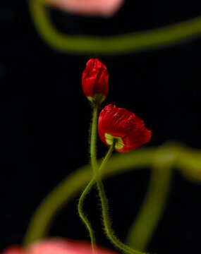 Closeup of vibrant red flowers and branches against a black background