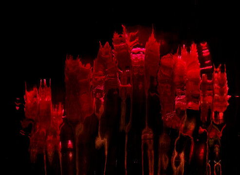 Abstract image of red flowers and plants seen through patterned glass