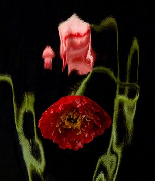 Closeup views of flowers and plants seen through distorted glass