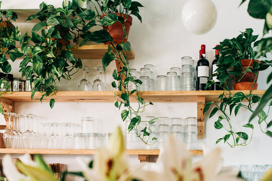 Cafe shelves with wine bottles glasses and trailing indoor plants