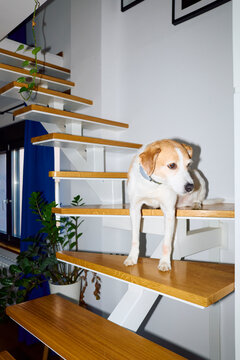 Dog sits on the stairs at home