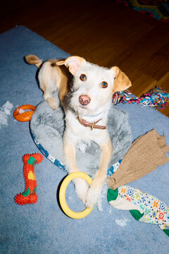 Cute dog lies among its toys on the floor